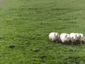 busca_al_perro2.gif